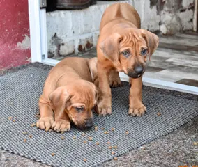 Matembezi kwa Ekundo Afrika – Rhodesian Ridgeback – Foto 4