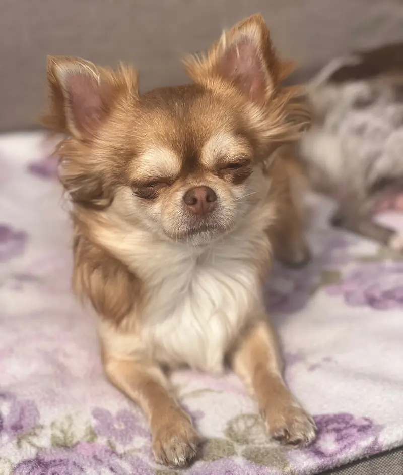 Chihuahuas von der grünen Wiese – Chihuahua – Фото 2