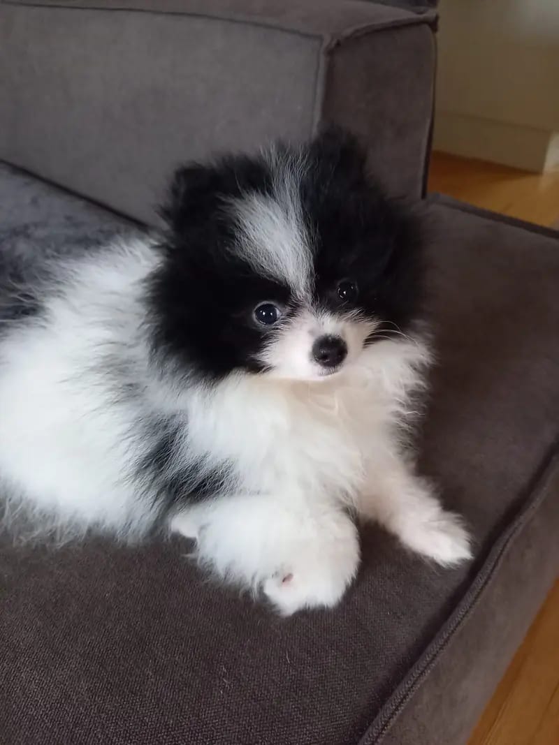 Pomeranian von Dolce Picollini gallery image 2