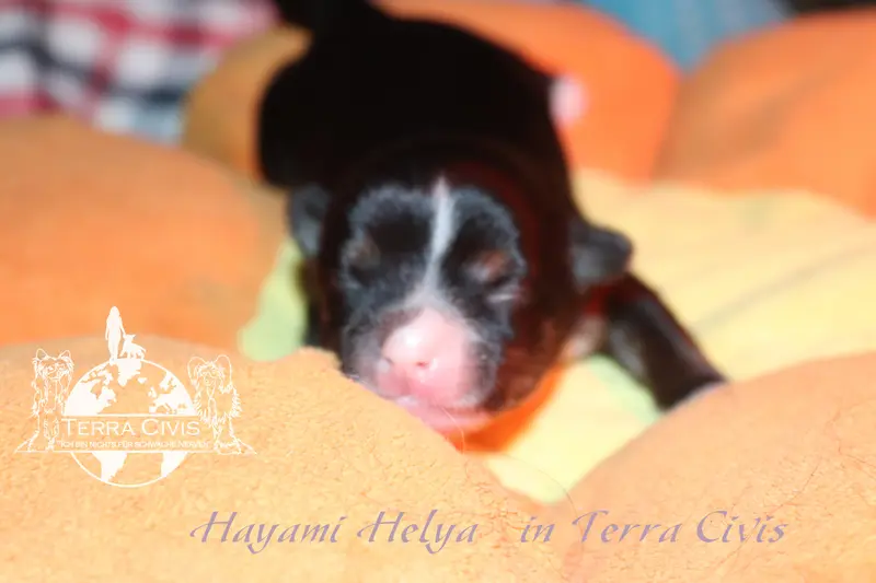 Hayami Helya in Terra Civis – Chinese Crested Dog Pup – Foto 3