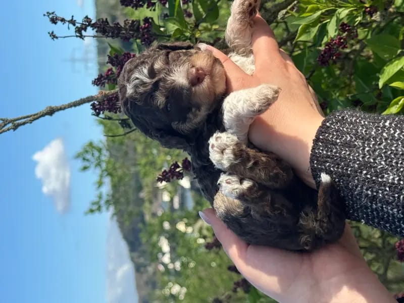 Lagotto di Villa della Luce gallery image 3