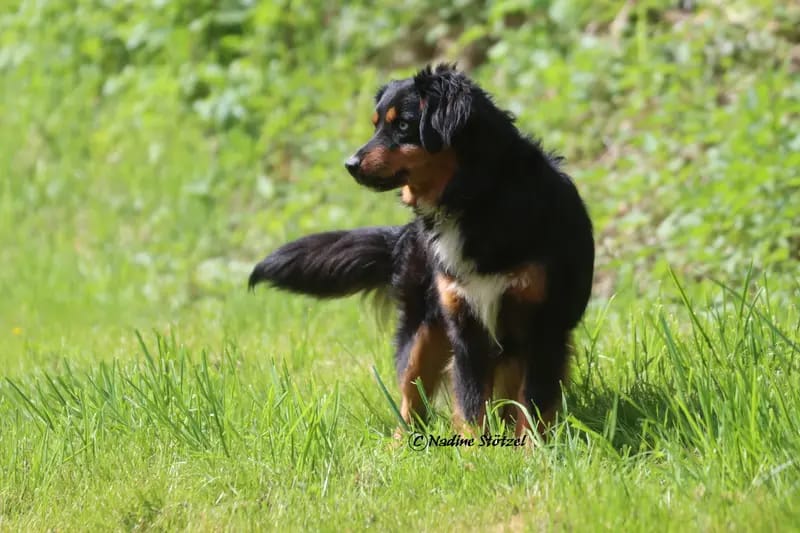 Monet (Ragnar) of Witch's Castle – Australian Shepherd – صورة 4