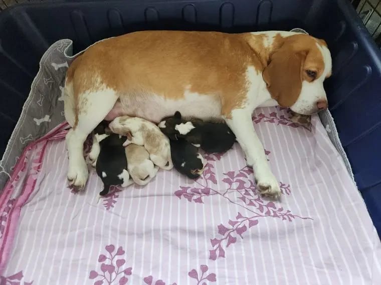 Beaglewelpen mit Ahnentafel gallery image 2