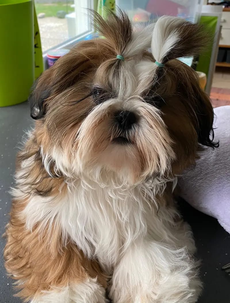 Shih Tzu von Cyname’s gallery image 2