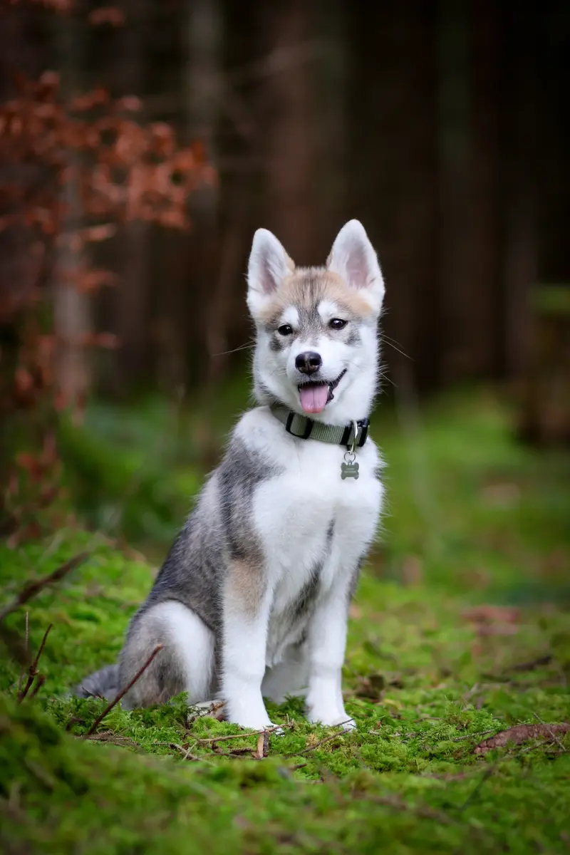 F3 Pomsky Welpen aus privater Hundezucht in München – Pomsky – Foto 3