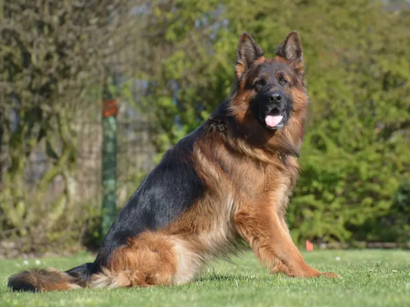 Altdeutsche Schäferhunde von Spirit of Damon gallery image 2
