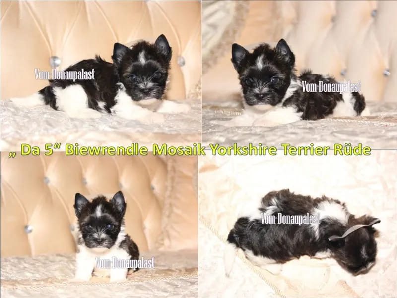 Farbige Yorkshire Terrier Welpen "vom Donaupalast". gallery image 2