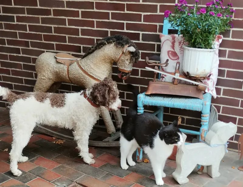 Lagotto Romagnolo vom Tietenhof gallery image 3