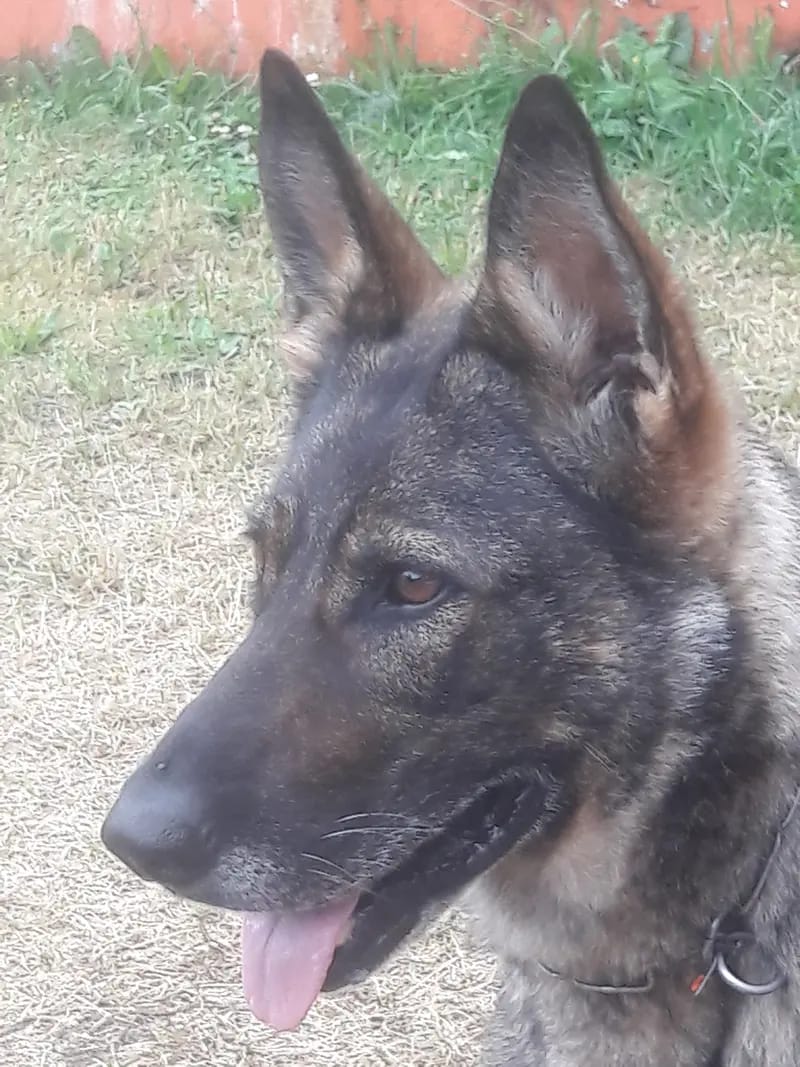 Deutsche Schäferhund Zucht vom Steinernen Rabe gallery image 3