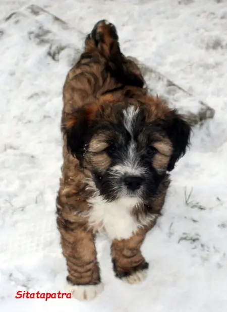 Kirsei-Kra Sitatapatra "Vergeben" – Tibet Terrier hvalp – Billede 2