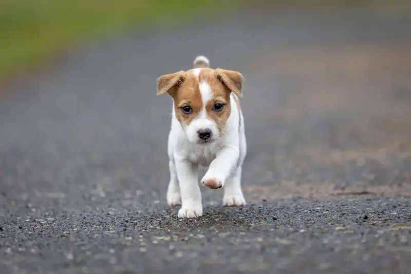 Alva vom Quittengrund – Jack Russell Terrier Pup – Foto 3