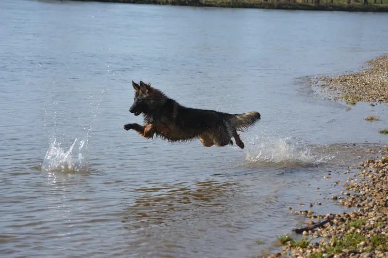 Altdeutsche Schäferhunde aus dem Waldquellental IRHZV gallery image 4