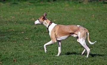 Podenco Andaluz – Hunderasse