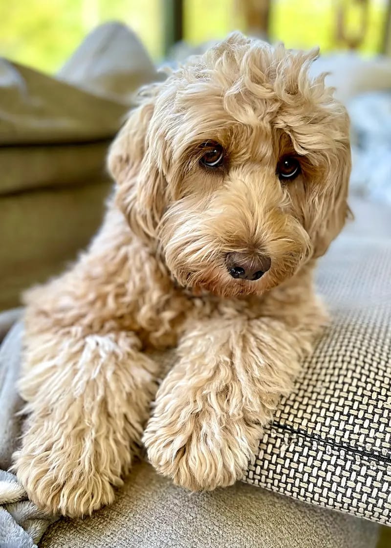 Heart & Soul Doodles Australian Labradoodles gallery image 3