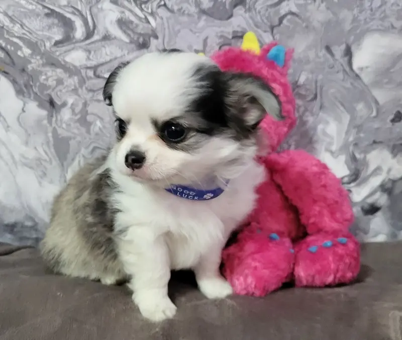 Chihuahua Welpen, ein echter Hingucker, Vereinszucht – štěně Chihuahua – Foto 4