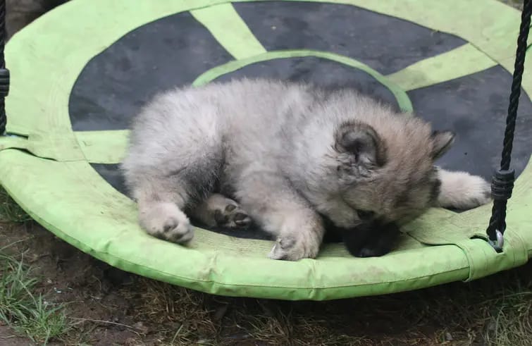 Eurasier vom Sitara gallery image 4