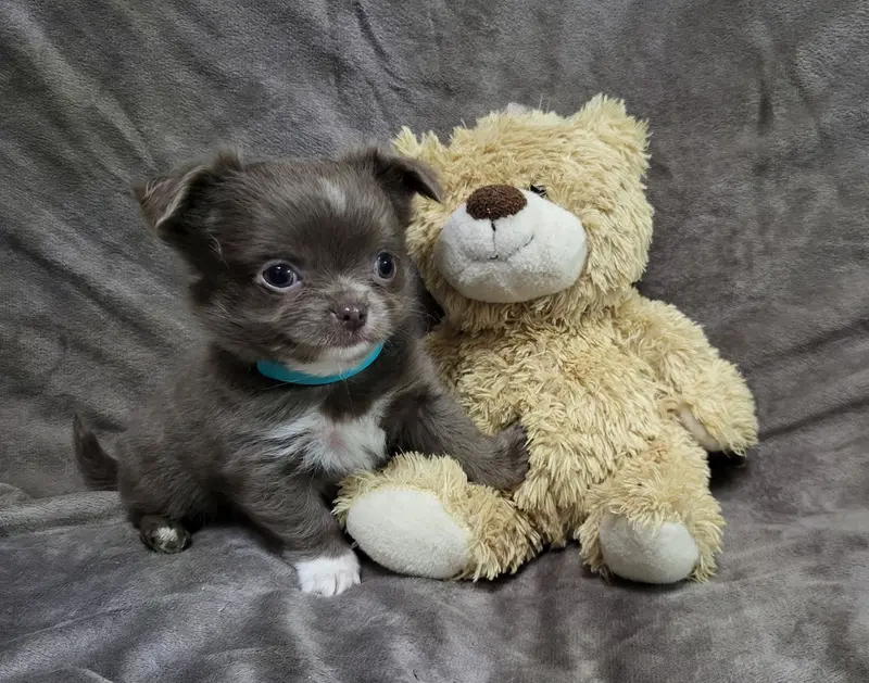 Chihuahua Welpen, ein echter Hingucker, Vereinszucht – štěně Chihuahua – Foto 2