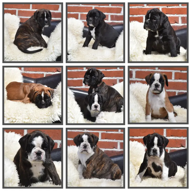 vom Ammerländer Gulfhof – Deutscher Boxer – Фото 2