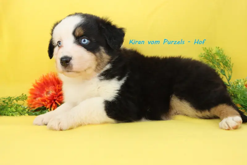 Jack – Australian Shepherd – Foto 2