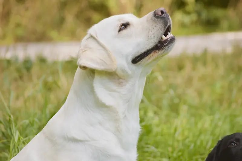 Clumsy Puppies gallery image 3