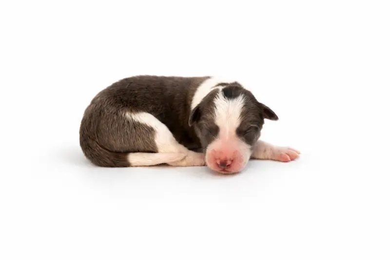 Fast N Focus Brianna´s Whisper Through Time – Border Collie hvalp – Billede 4