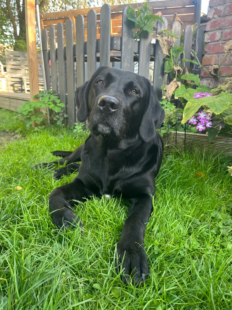 Black Betty von der Kastanienallee – Labrador Retriever – Bild 2