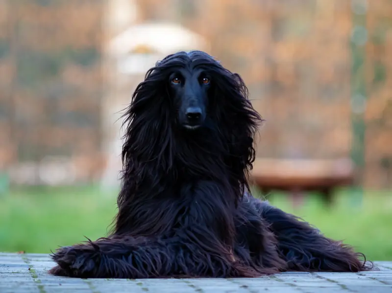 Djamila – Szczeniak rasy Afghanischer Windhund – Zdjęcie 2