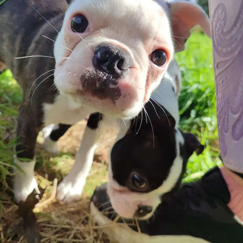Ash – Boston Terrier幼犬 – 图片 3