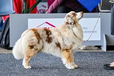 Clover – Australian Shepherd Welpe – Bild 2