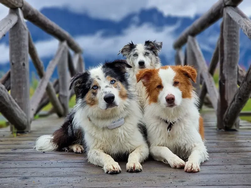 RedRockDragon Border Collies main gallery image