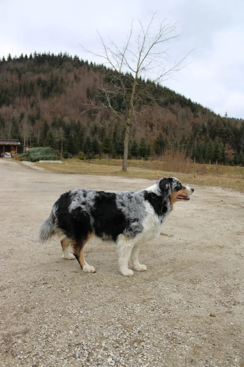 Aischa Acorn Mountain – Australian Shepherd – Bild 2