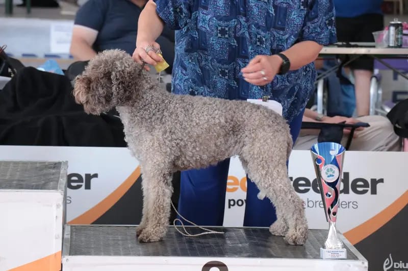 Curly Coats Lagotto Romagnolo gallery image 4