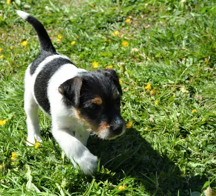 Absolut vom Woisbach – Parson Russell Terrier – Fotoğraf 3