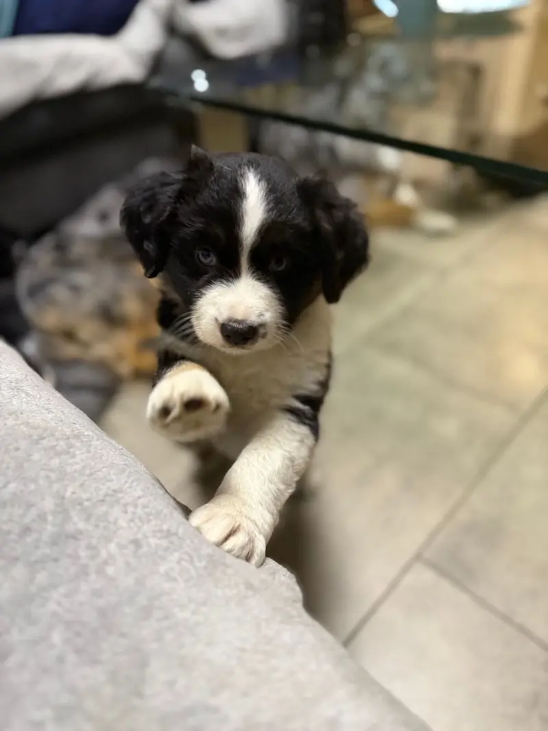 Wunderschöne Mini Australien Shepherd Welpen suchen noch ihr Zuhause – štěně Australian Shepherd – Foto 4