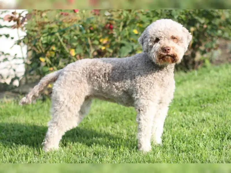 Lucky Lagotto