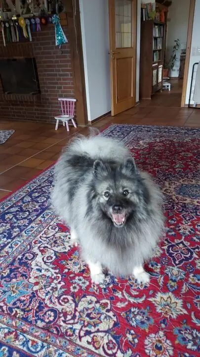 A.Rosina Zauberwolf Magie du Soleil – Wolfsspitz – 图片 2