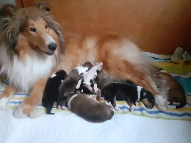 Collies von der Brettachwiese gallery image 3