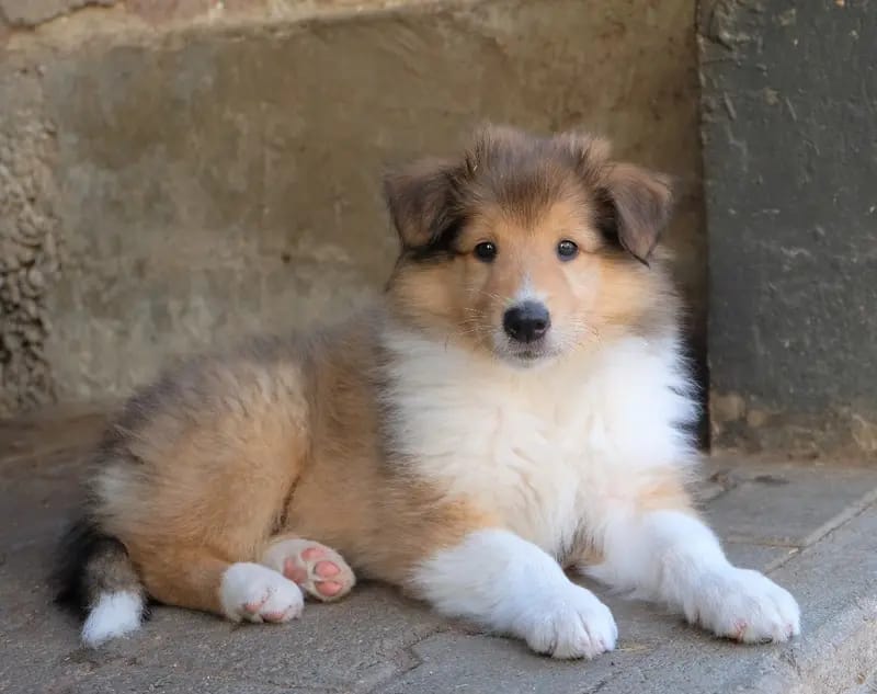 Collies von der Brettachwiese gallery image 4