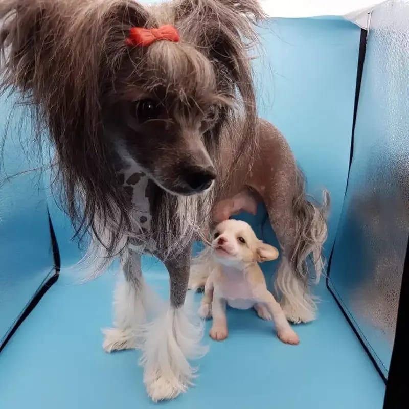 Kennel Kawaii Sakura Chinese Crested dog gallery image 4