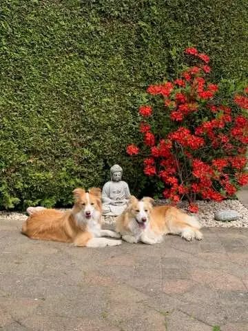 Border Collies Charming-Souls-on-Paws gallery image 3