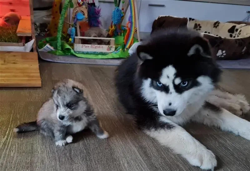 Mystic Falls Pomsky Minihuskys main gallery image