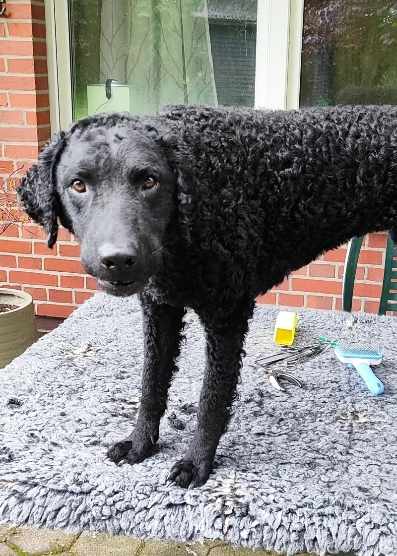 Dragon Curls – Curly Coated Retriever – صورة 2