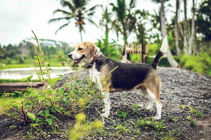 Beagle – razza canina