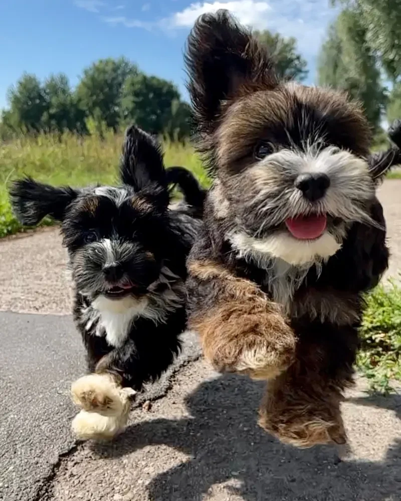 FairyTale Havanese main gallery image