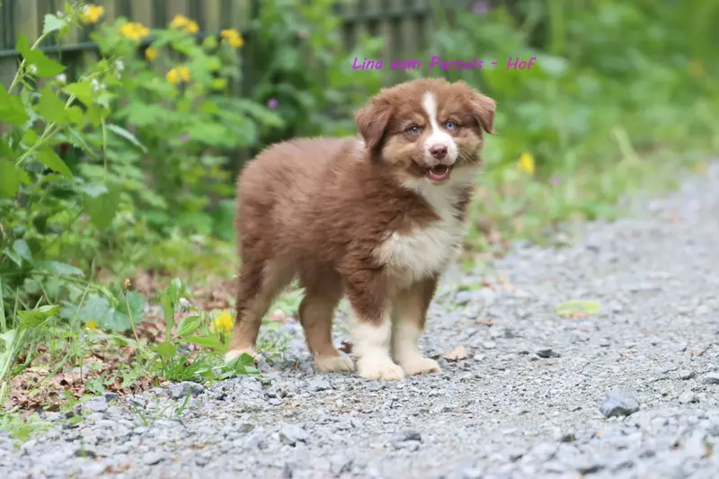 Lina – štěně Australian Shepherd – Foto 3