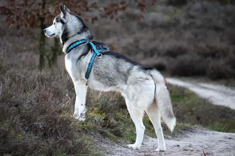 Siberian Husky – Hunderasse