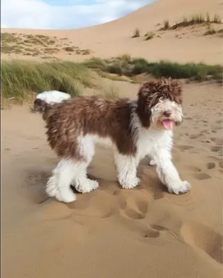 Bink(y) – Australian Labradoodle – Billede 3