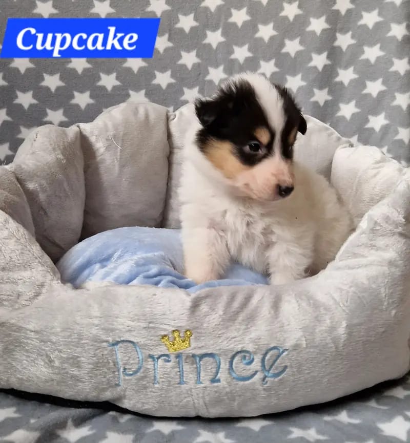 Cupcake, rüde, weiss tricolor gallery image 2