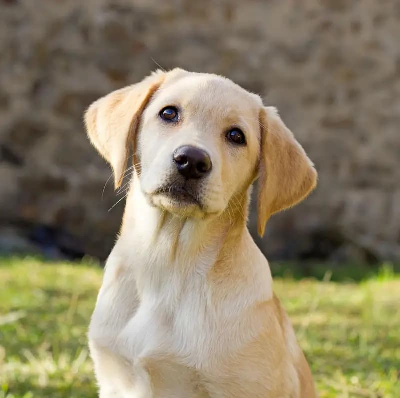 Labrador Retriever – razza canina
