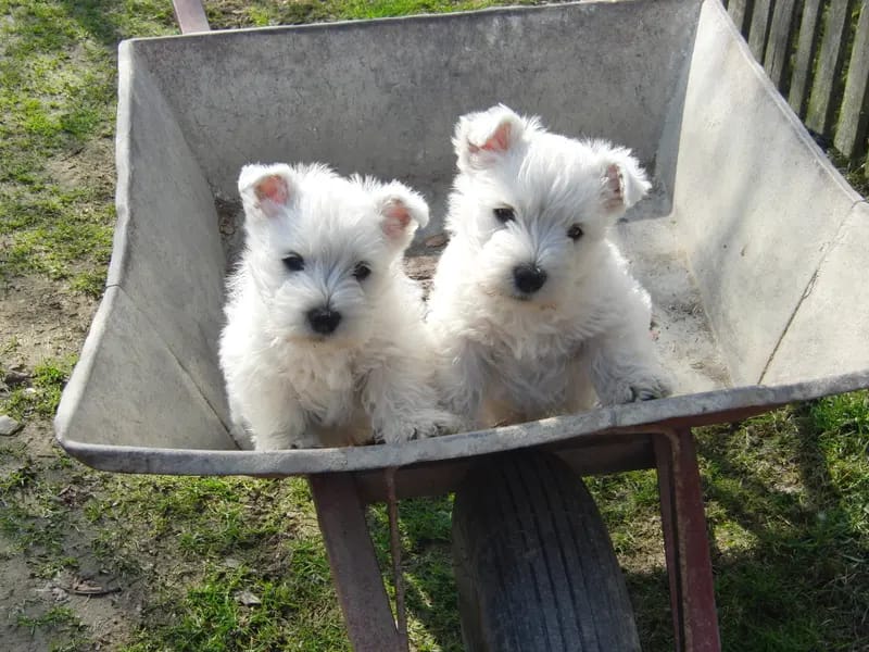 Westie vom Elmbach gallery image 3